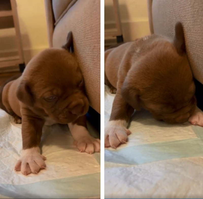 グググ パタッ 眠気に負けて寝落ちする子犬が面白かわいい もふたん