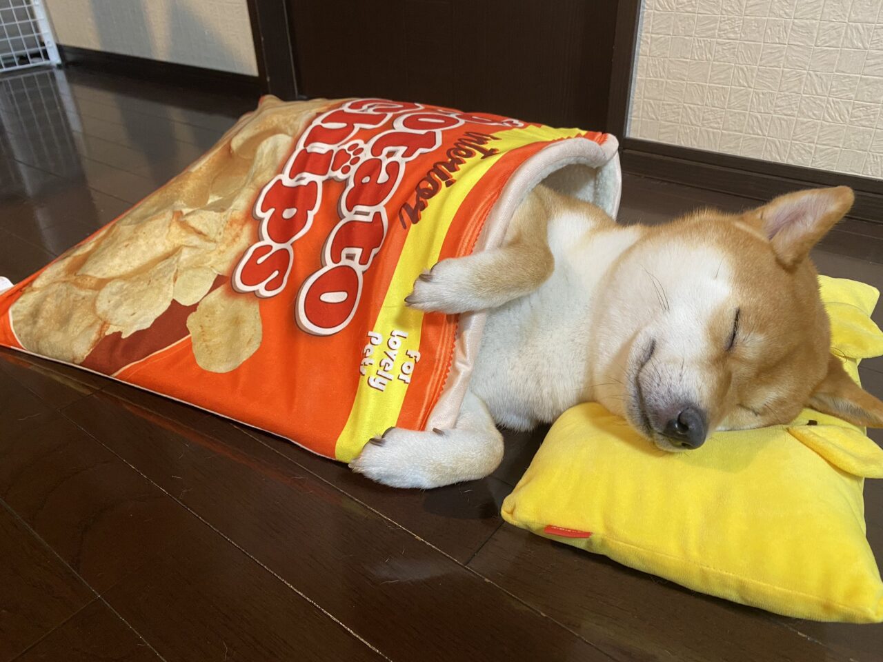 新発売ですか ポテチベッドに入って眠る柴犬ゆきちゃんがかわいすぎ もふたん