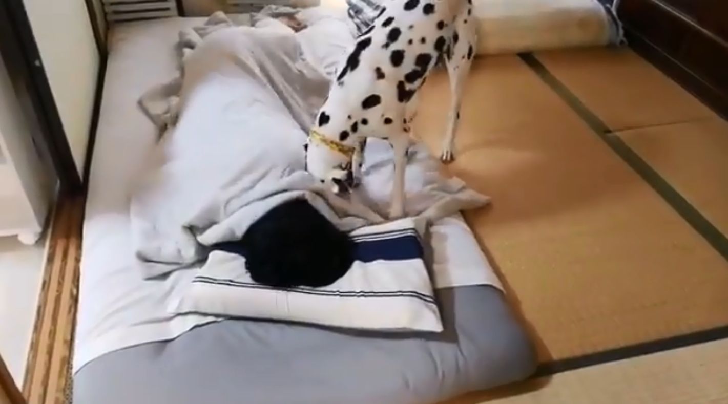 絶対に起こしたいダルメシアン Vs 絶対に寝たい飼い主の熱いバトル もふたん 絶対に起こしたいダルメシアン Vs 絶対に寝たい飼い主の熱いバトル もふたん