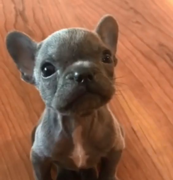 リアル スティッチ 変わった鳴き声 で鳴く子犬にネット民騒然 もふたん