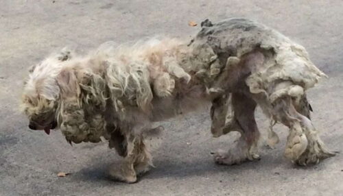 汚れすぎ でモップのような状態だった犬 理解ある家族に拾われて幸せに もふたん