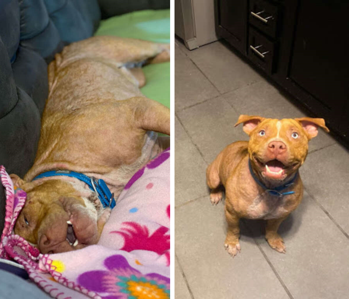 この犬を助けてくれ 仕事仲間に送ったメッセージが 捨て犬の命 を救う もふたん