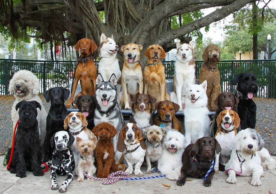 これはすごい 犬の集合写真 を何枚も撮影するための秘訣をご紹介 もふたん