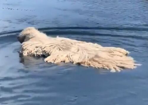 湖の上に モップ が浮かんでる 正体は泳ぐのが好きな大型犬 もふたん