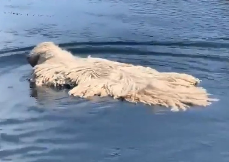 湖の上に モップ が浮かんでる 正体は泳ぐのが好きな大型犬 もふたん