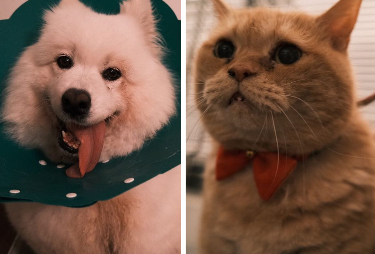 つるの剛士 さんの愛犬アグオ君がエリザベスカラー装着 それを見た猫の反応は もふたん つるの剛士 さんの愛犬アグオ君がエリザベスカラー装着 それを見た猫の反応は もふたん