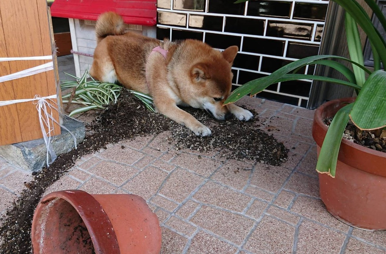 なぜ隠せると思ってるんだい 植木鉢をひっくり返したことをごまかす柴犬がかわいい もふたん