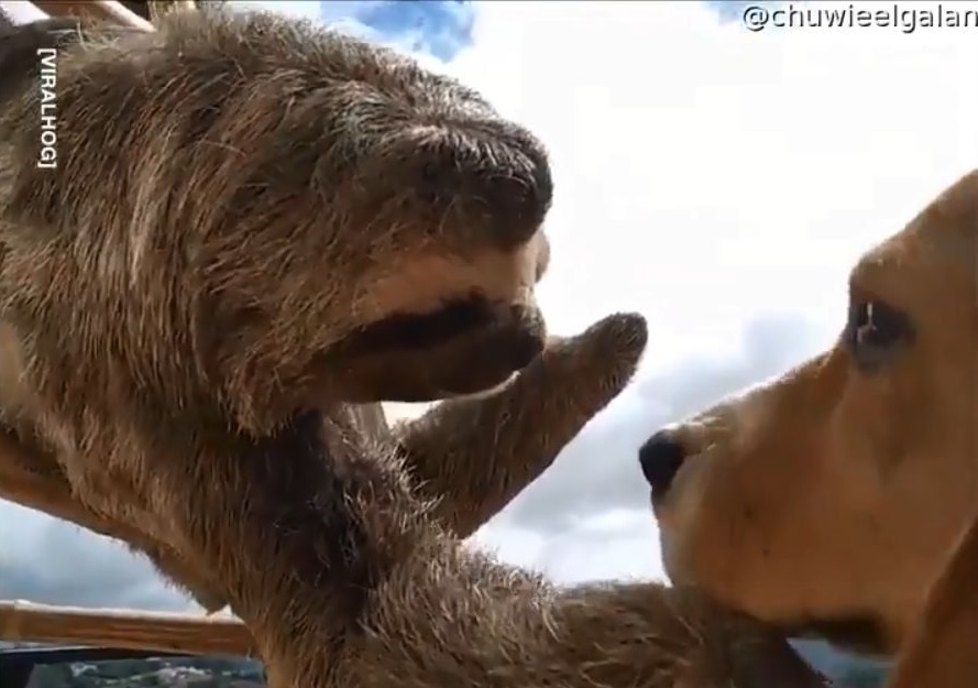 どうしても 犬を撫でたいナマケモノ が 愛らしすぎる と話題に もふたん