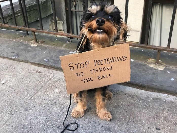 おならを人のせいにしないで 日頃の不満を書いたボード を口から下げている犬 もふたん