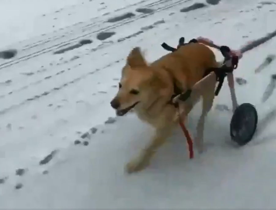 足が不自由でも元気 車椅子 で雪山を駆け回る犬に世界が感動 もふたん