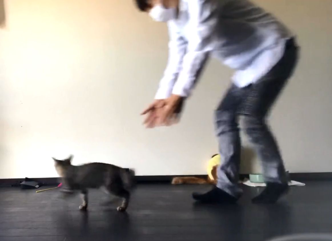 子猫をケージに入れたい飼い主さん のドタバタ大騒動が面白かわいいと話題 もふたん