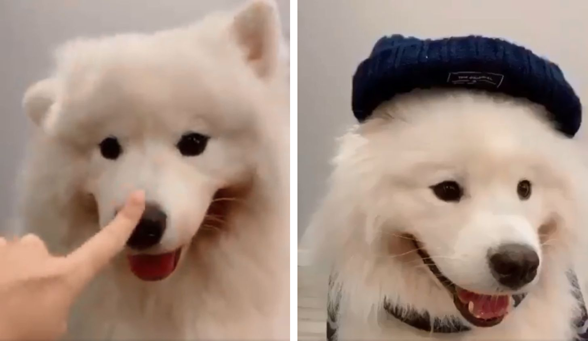 サモエド犬の七変化 お鼻スイッチ で衣装が変わる姿に癒やされる もふたん