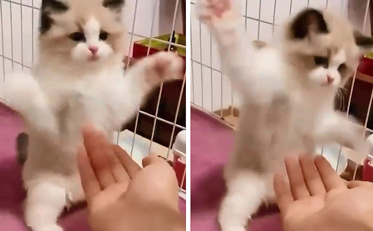 くらえ よわよわな猫パンチ を連打する子猫がかわいすぎ もふたん