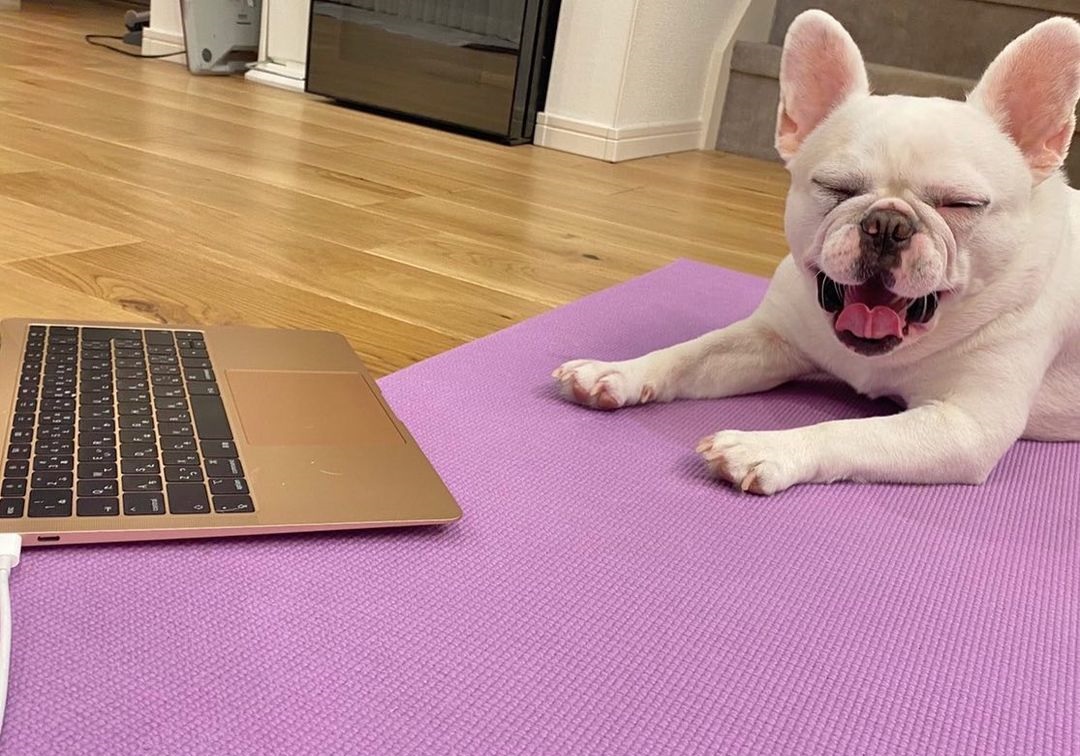 Tko木下さん の愛犬ポコちゃん 動物のハプニング集 を見て爆笑 もふたん