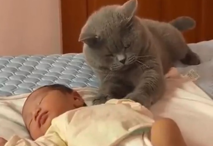 興味津津 赤ちゃんが気になる猫ちゃんの行動が一つ一つかわいすぎ もふたん