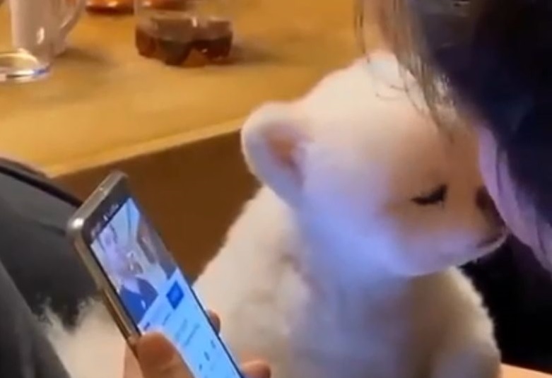 スマホじゃなくて私を見て ふわふわ犬 の必死の訴えが切なかわいい もふたん