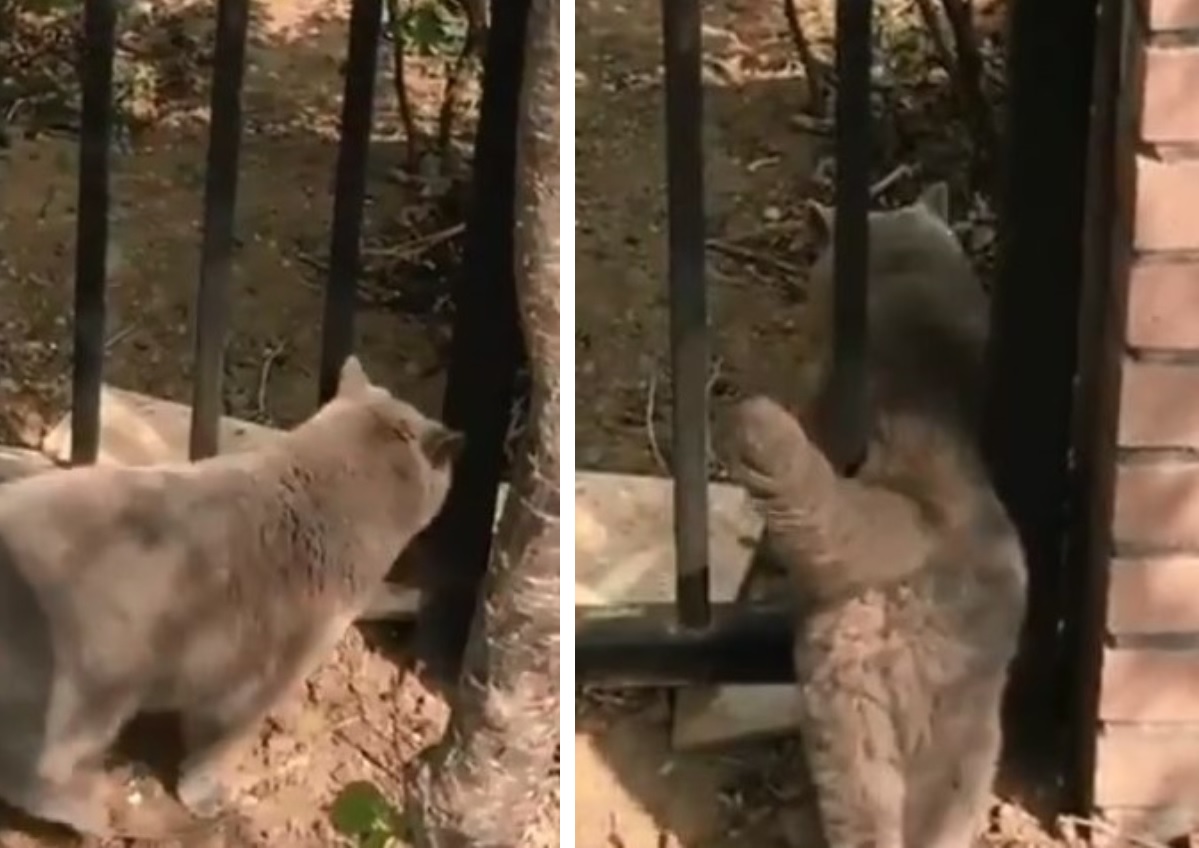 ぽっちゃり猫ちゃん が狭い隙間を通ろうとして 引っかかる 光景が面白すぎ もふたん