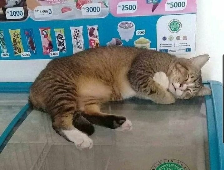 ファラオが眠りについた 神秘的なポーズで眠る猫が エジプトのミイラ みたい もふたん