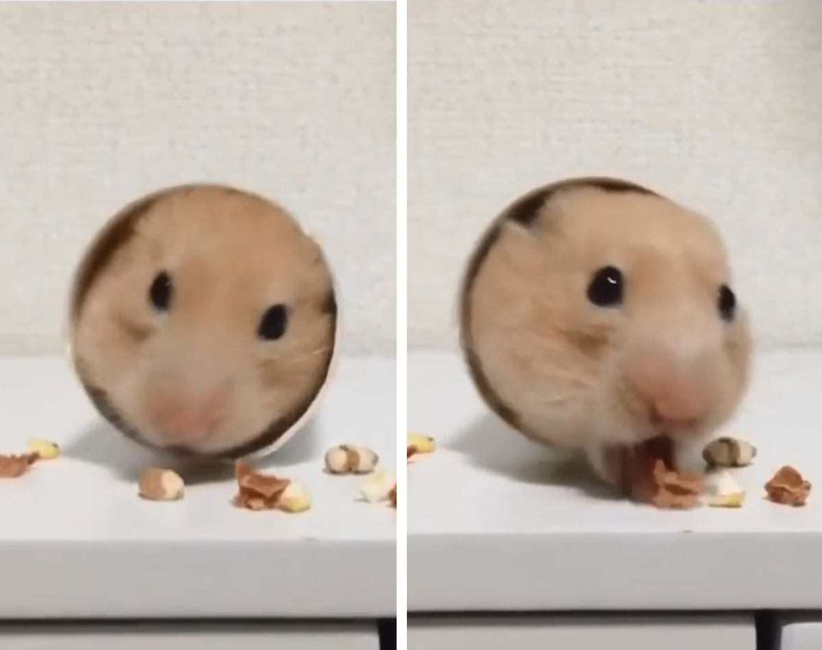 おやつの食べ方が 独特すぎるハムスター がおもしろかわいいと話題 もふたん