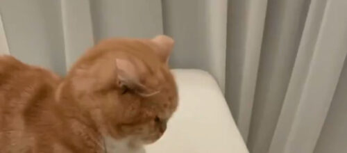 絶対に負けられない戦い チャオちゅ るをめぐる猫たちの戦いがそこにはあった もふたん