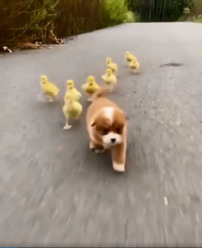 よちよち歩きがかわいい アヒル軍団 を連れて歩く子犬さん もふたん