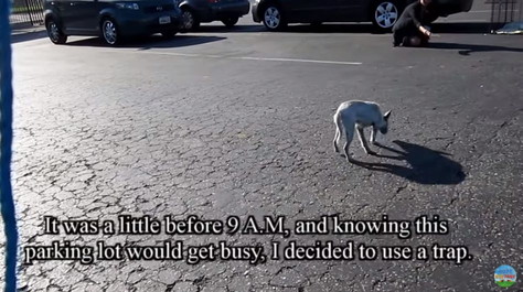 駐車場をうろつく子犬