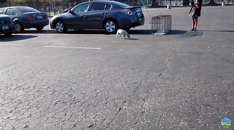 捕獲機を警戒する犬