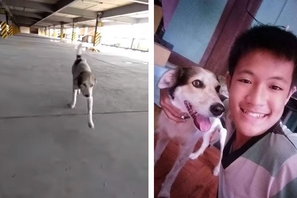 涙腺崩壊 3ヵ月行方不明だった 愛犬 駐車場で発見され再会 うれし泣きの飼い主と犬 もふたん