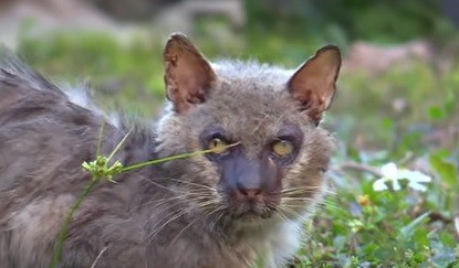 珍しい猫種ライコイに一体何が 信じられないほど爪が伸びた猫を保護 もふたん