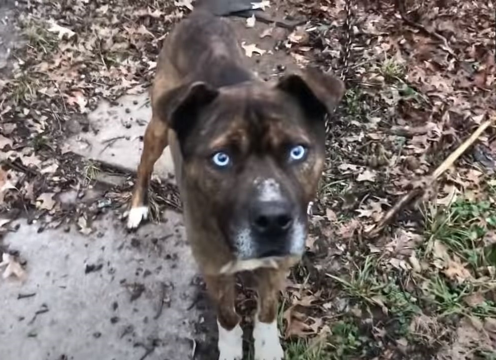 逃げられないよう細工された鎖 に繋がれて食べ物も水も与えられていなかった犬を救出 もふたん