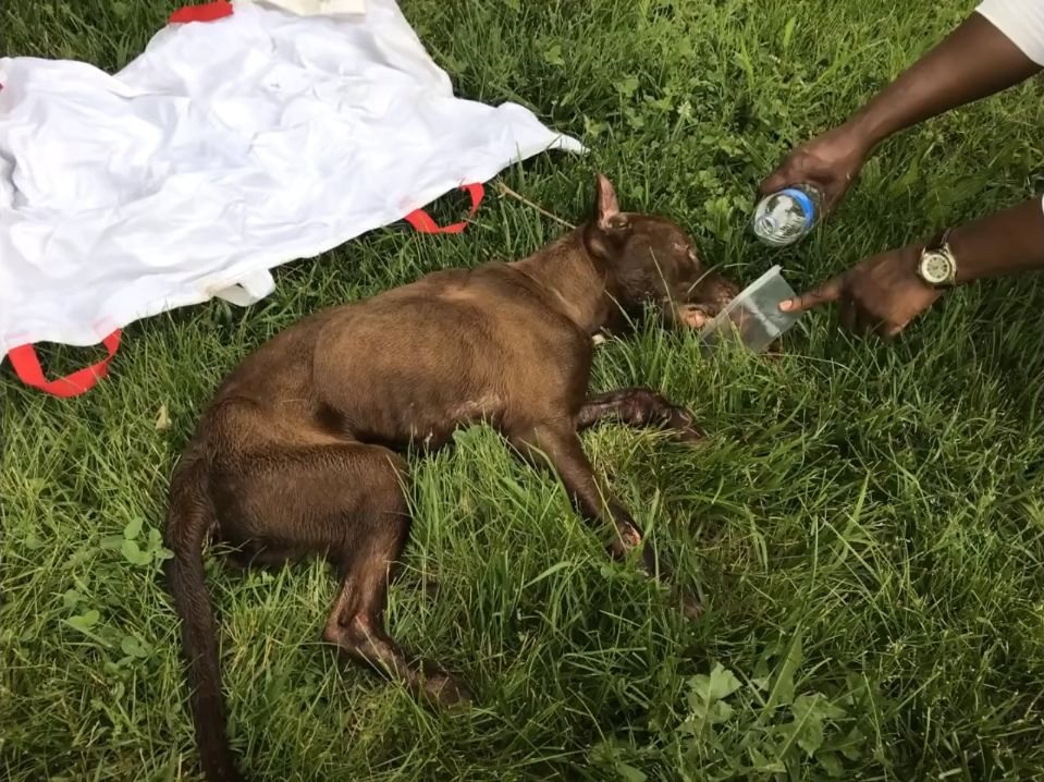 感動 立ち上がることもできないできない犬が必死に生きようとする姿に涙 もふたん