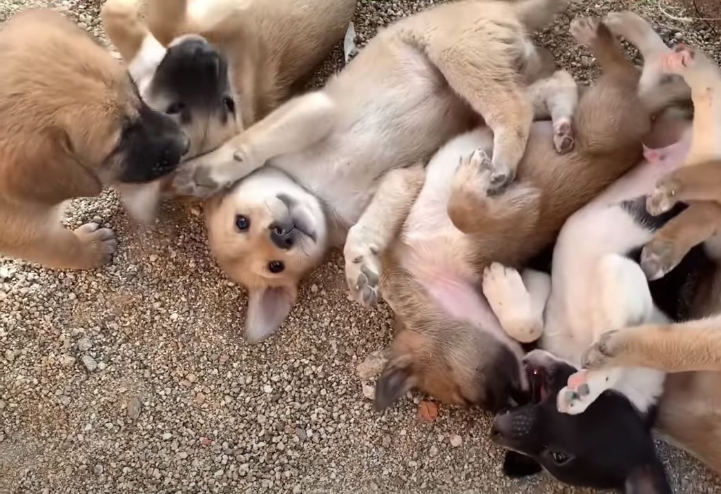 寝かしつけできるかな ネパールの野良子犬たちが寝転ぶ姿に癒される もふたん