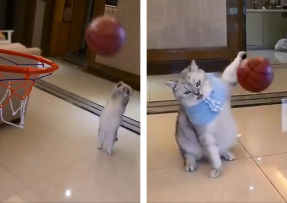 編集技術に拍手 本当に 猫がバスケをしてる ように見える動画が話題 もふたん
