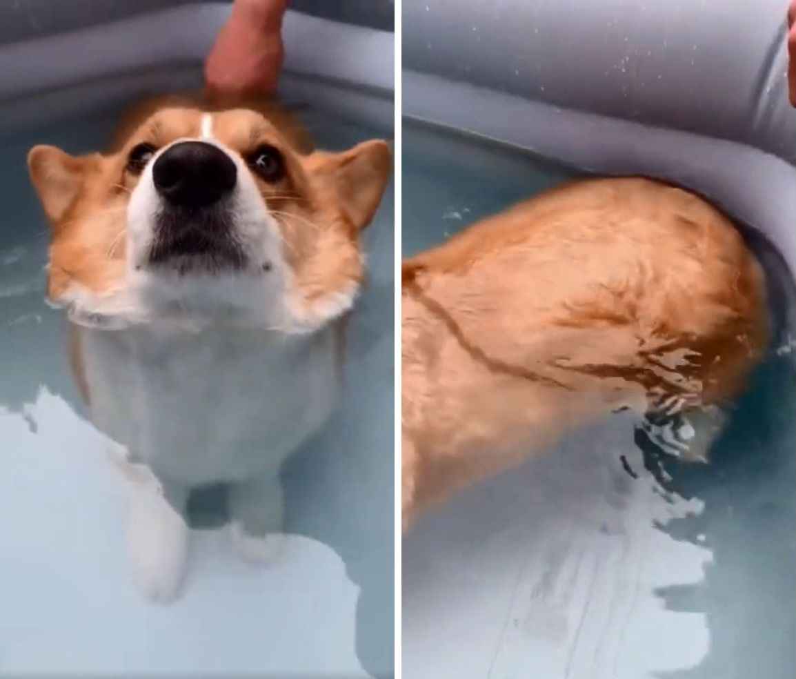水の中で お尻だけが浮いちゃう コーギーさんがかわいすぎると大評判 もふたん