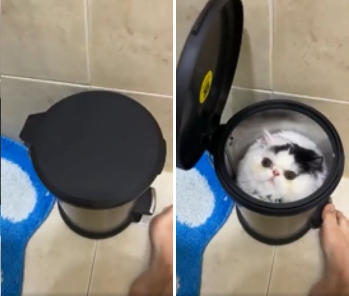 ここが私のお気に入り ゴミ箱にシンデレラフィットする猫さん もふたん