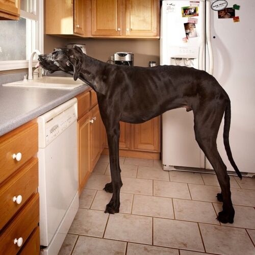 まるで合成写真 身長ギネス世界一の犬 ゼウス 君 もふたん
