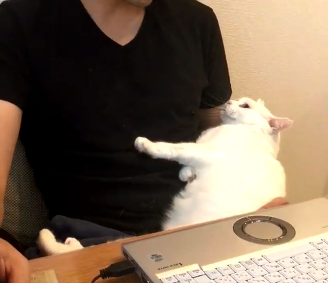 うらやましい 飼い主さんを信頼しきって身を預ける猫に40万いいね もふたん
