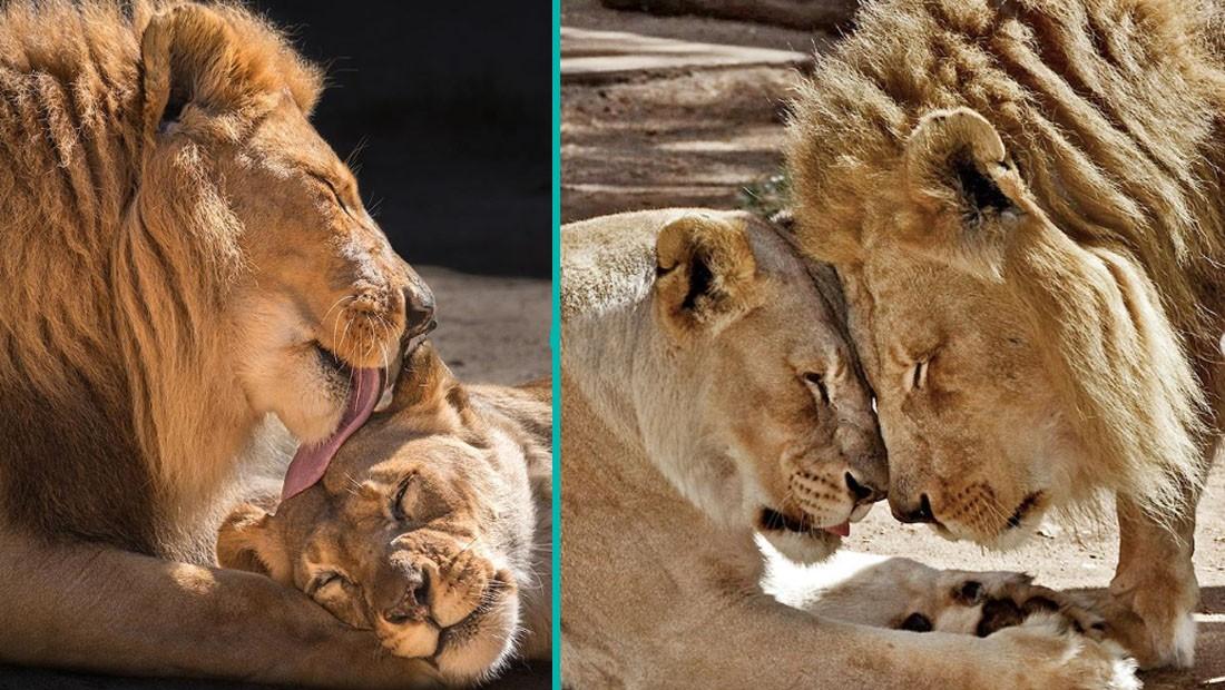 21年連れ添ったライオンの仲良しカップルは動物園で同時に眠りについた 