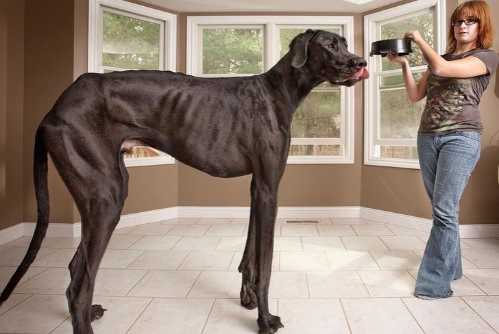 まるで合成写真 身長ギネス世界一の犬 ゼウス 君 もふたん