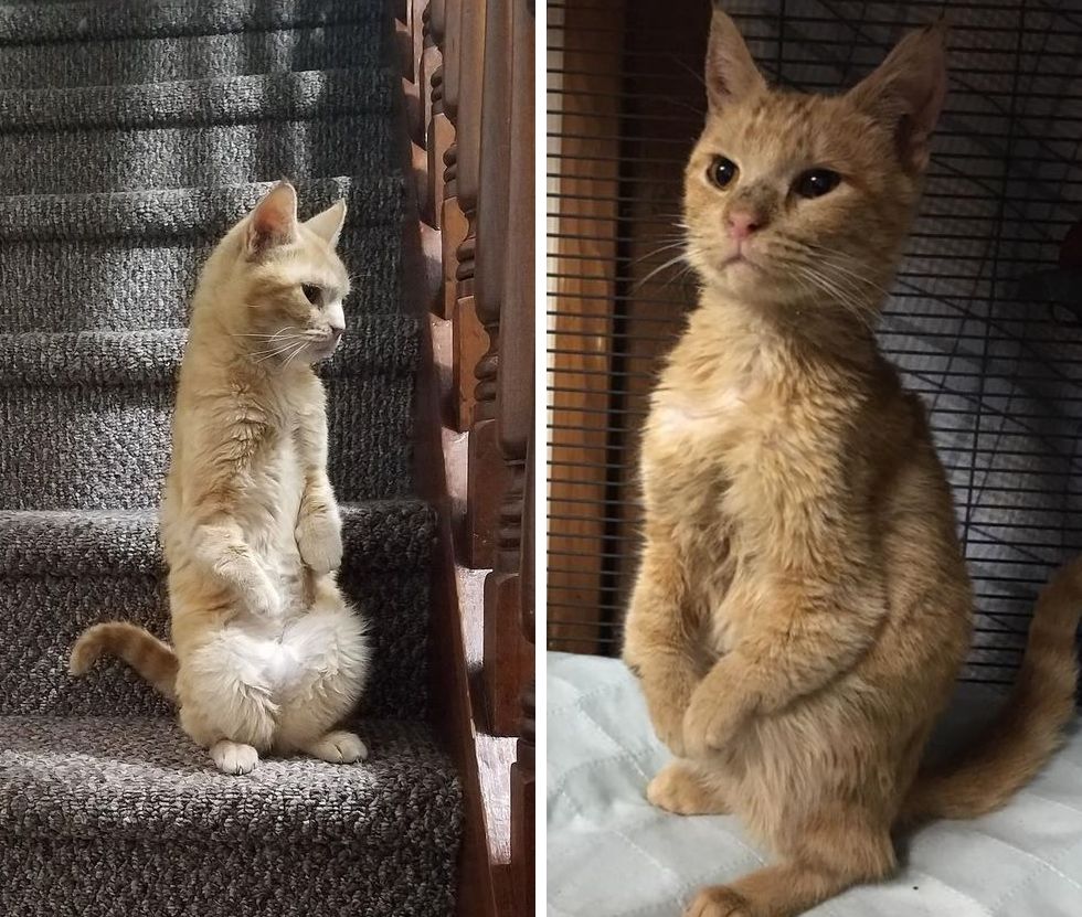 障害で前足が動かない野良猫 器用に後ろ足を使ってカンガルーのように歩く姿がかわいい もふたん