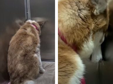 人が怖い 体中に 金属製の弾 を撃ち込まれていた犬を保護 心を閉ざした犬に笑顔が戻る もふたん