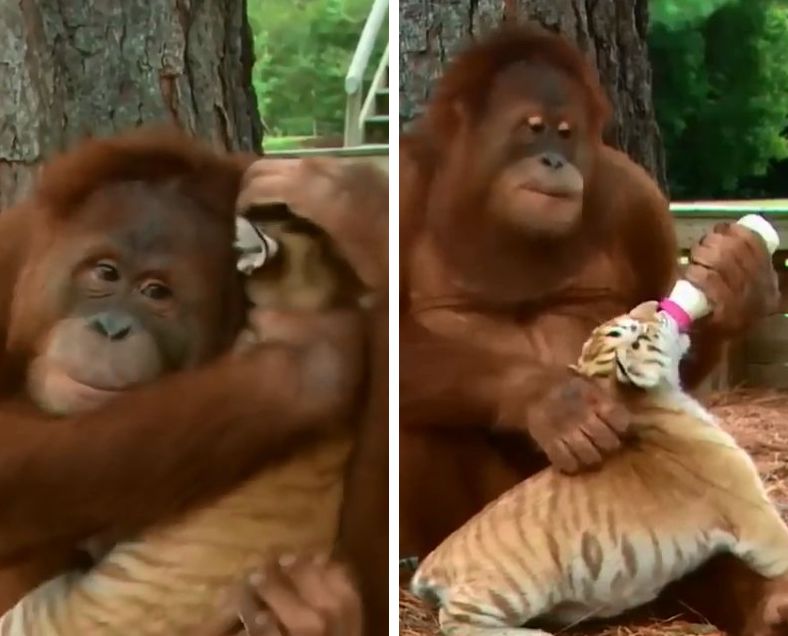 衝撃 トラの赤ちゃんのお世話するオランウータンの映像が話題沸騰 もふたん