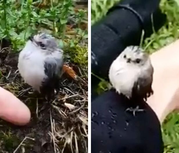 野生の鳥がこんなに懐くなんて 小さな野鳥が人の腕を登る姿が可愛すぎる もふたん