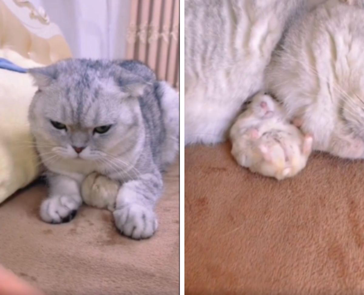 その組み合わせ大丈夫なの 猫さんを好きすぎるハムスターが話題 もふたん