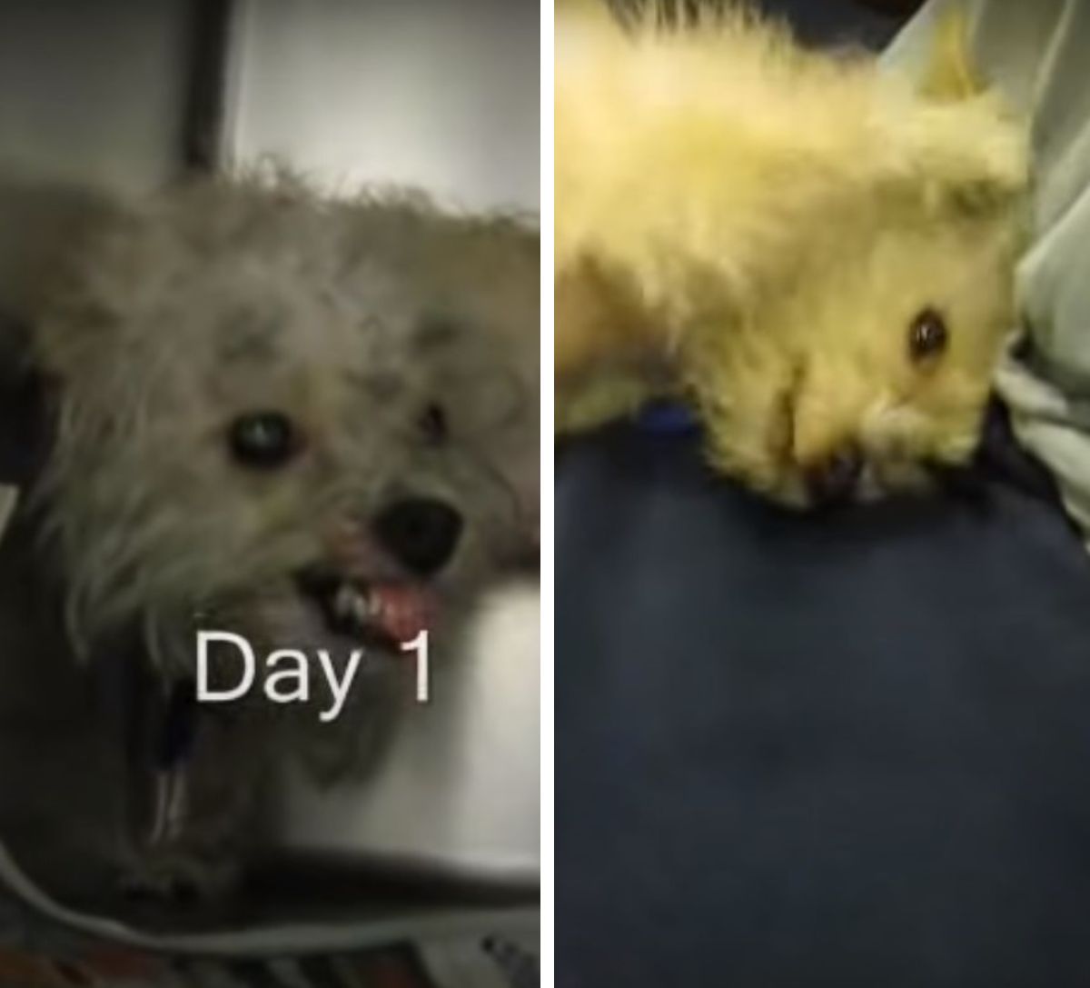 虐待が原因で攻撃的になったせいで 殺処分寸前だった 小型犬のチェイスに新しい家族があらわれる もふたん