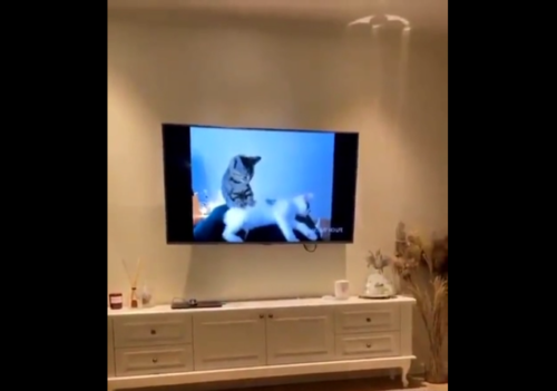 テレビに映る2匹の猫