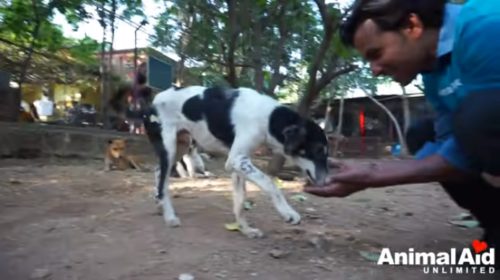 手から食べ物を食べる犬