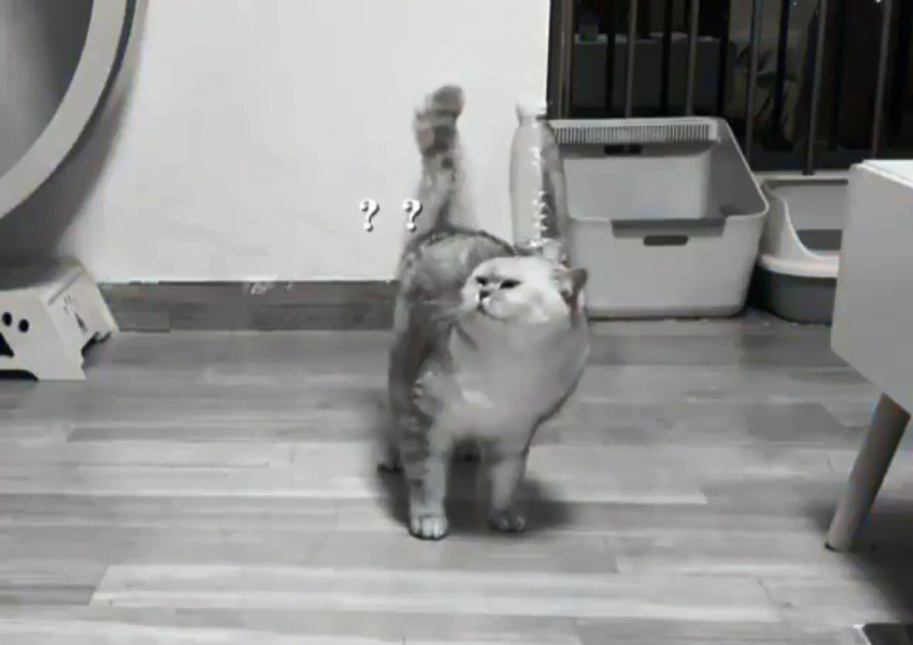偶然ってこわい 奇跡的な 偶然の連鎖 がもたらす結果に猫さんもびっくり もふたん