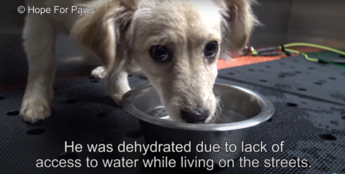 水を飲む子犬