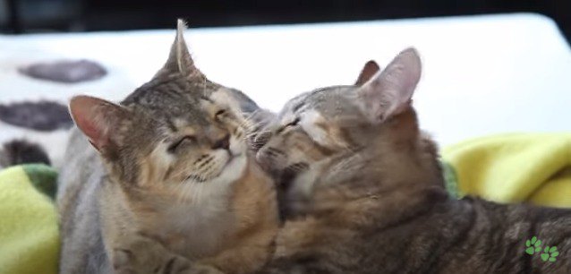 生まれつき【瞬きができない】2匹の子猫。多くの人に支えられまぶたを 